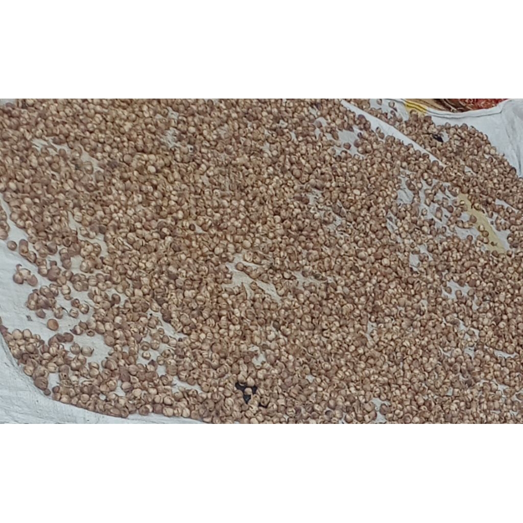 

kapol kering natural hasil jemur