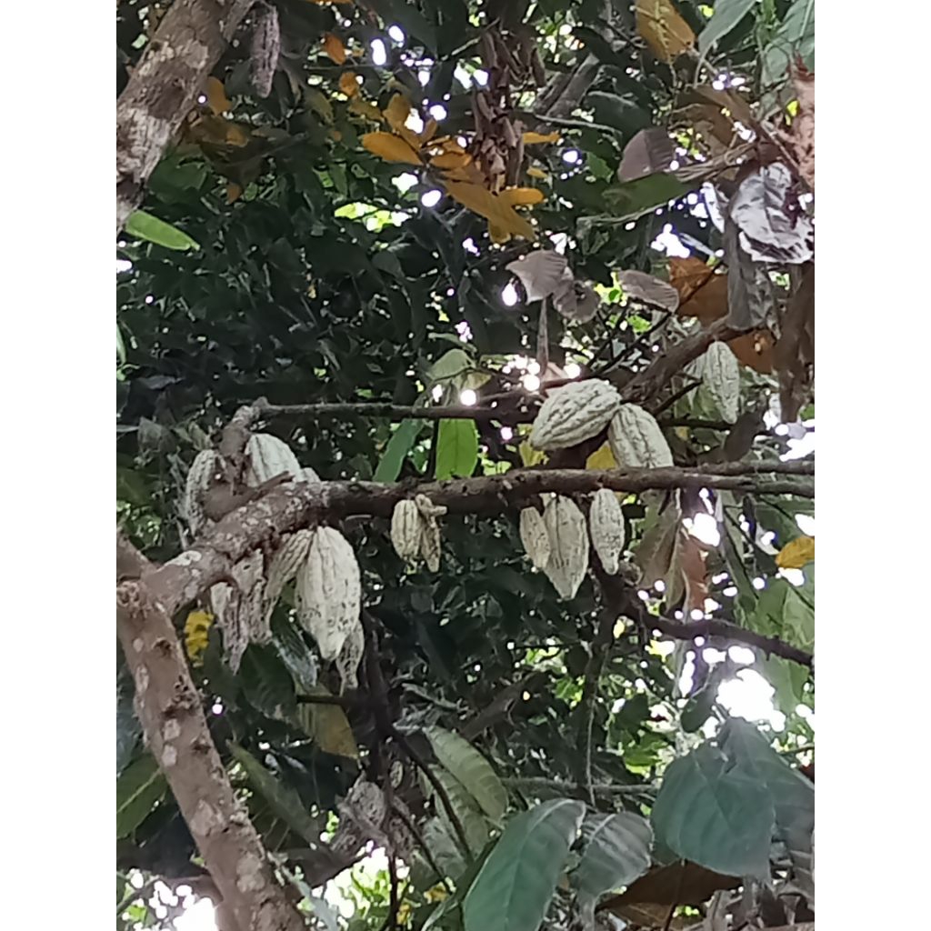 

buah coklat glondongan 1kg