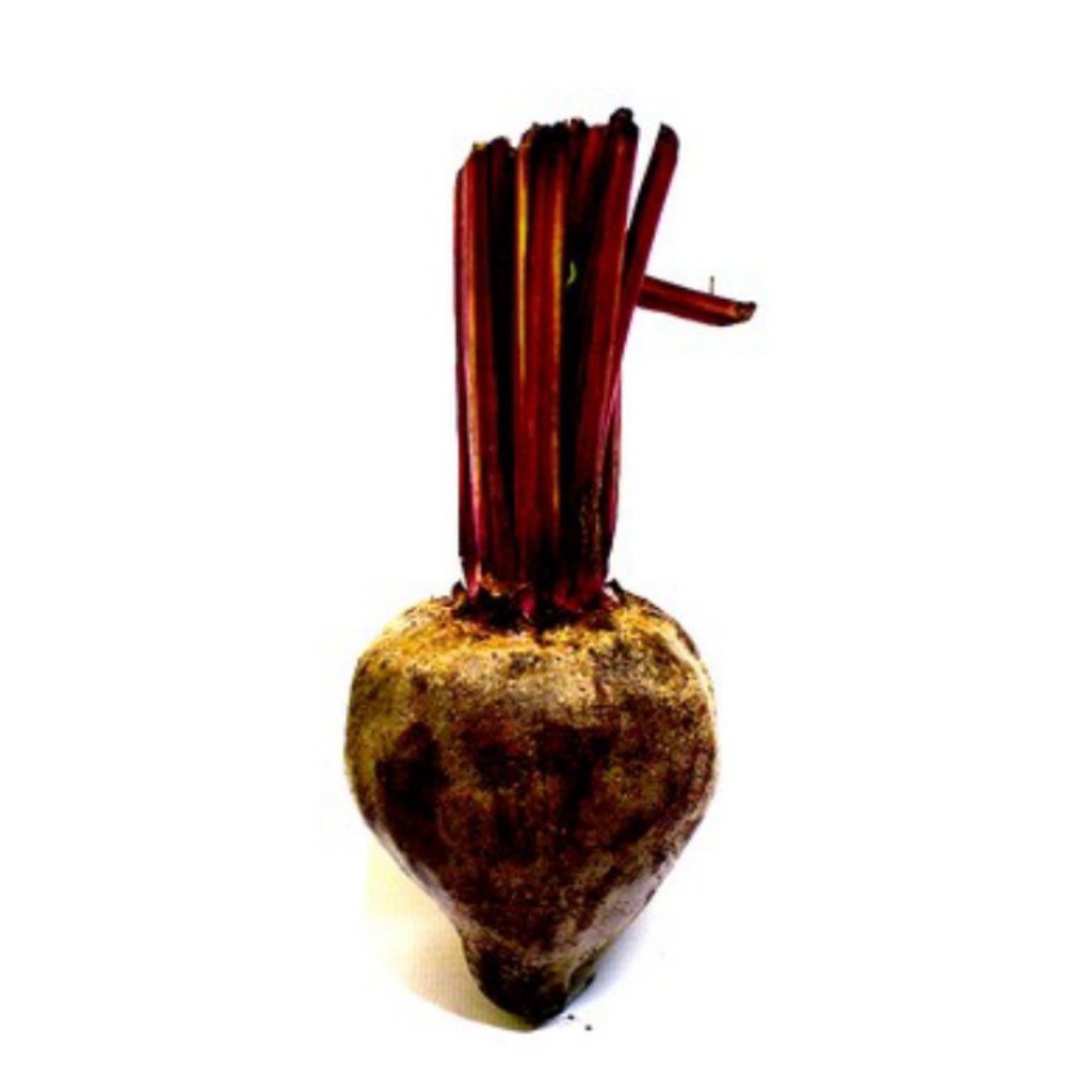 

Buah Bit / Bit root ( per buah )