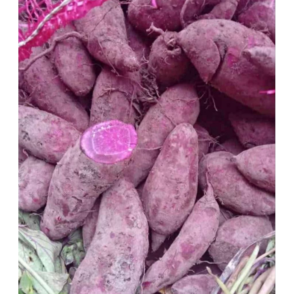 

UBI UNGU TELO UNGU 1kg