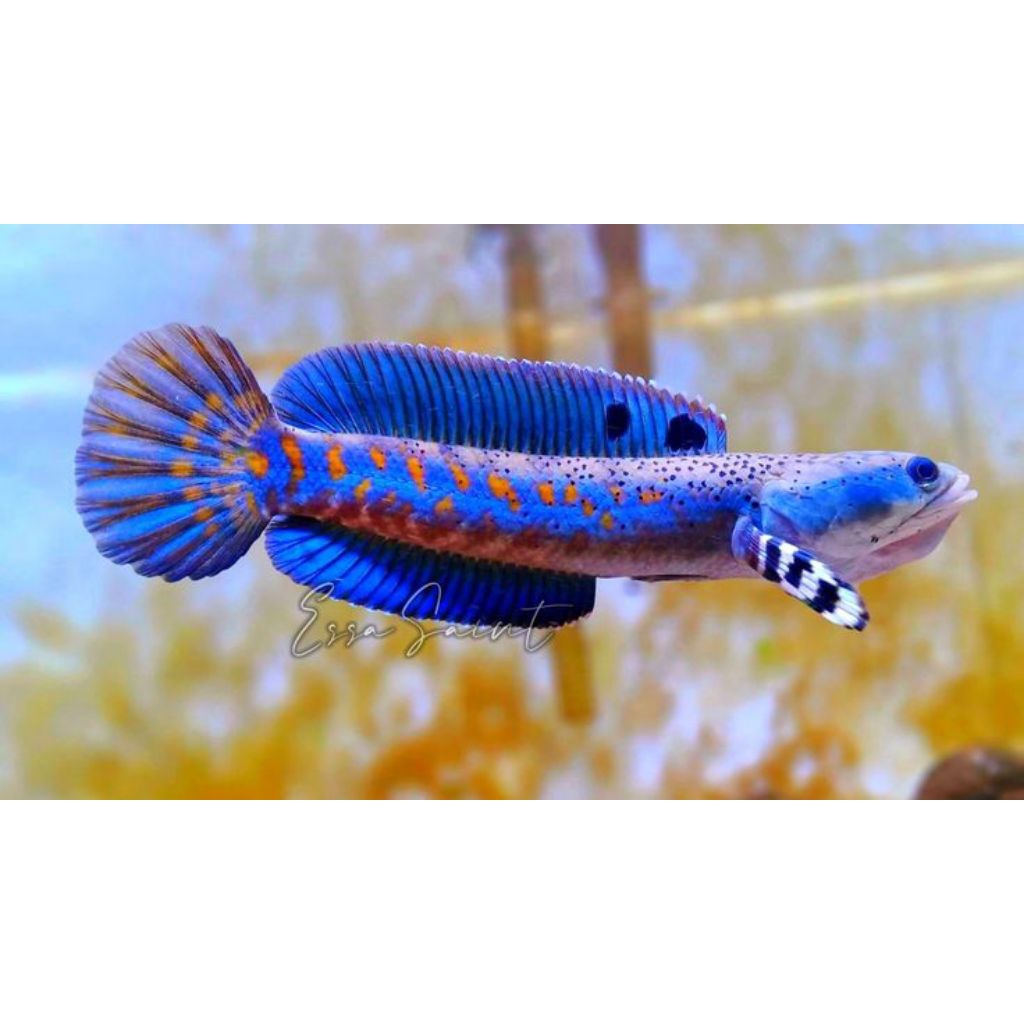 hiasan akuarium cana Stewart sirup loreng