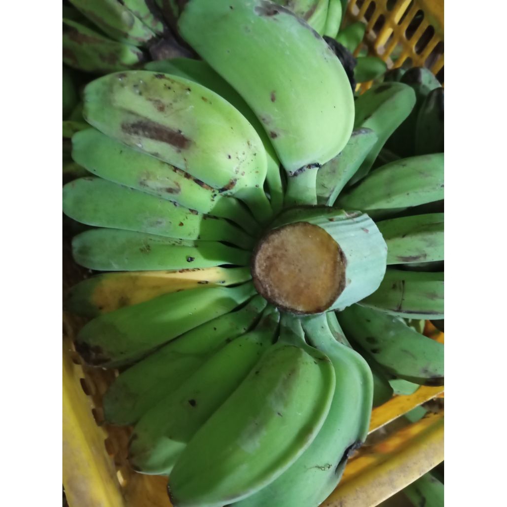 

pisang kepok putih 1 sisir