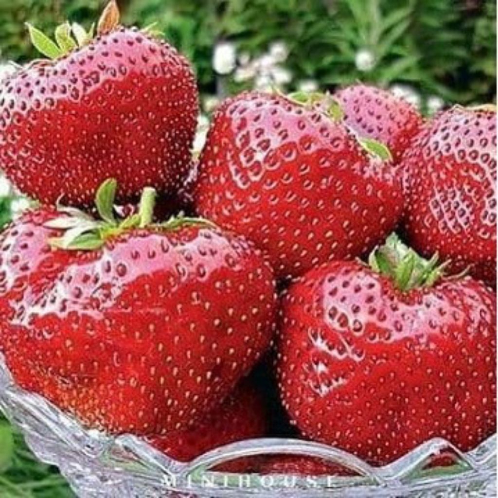 BIBIT POHON STRAWBERRY JERMAN IMPORT