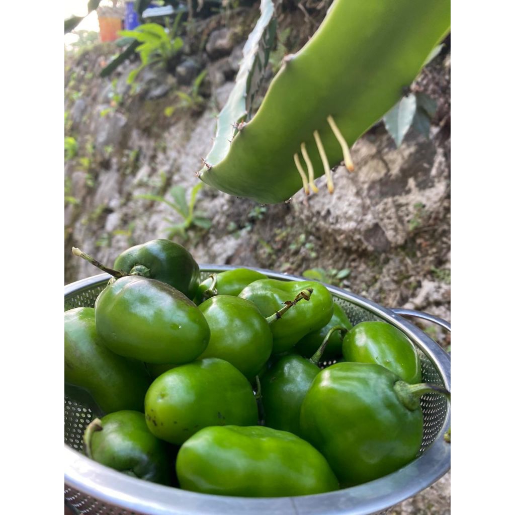 

cabe gendot/cabe bendot/cabe benot segar fresh 750gram