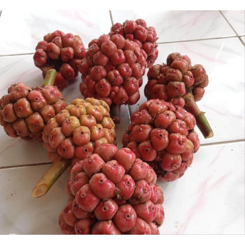 

Honje termurah segar fresh/1kg