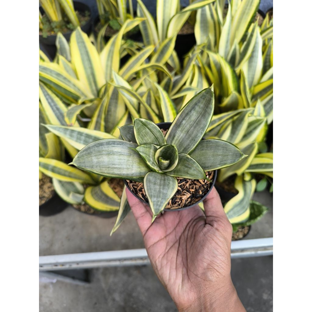 Sansevieria Silver Frost