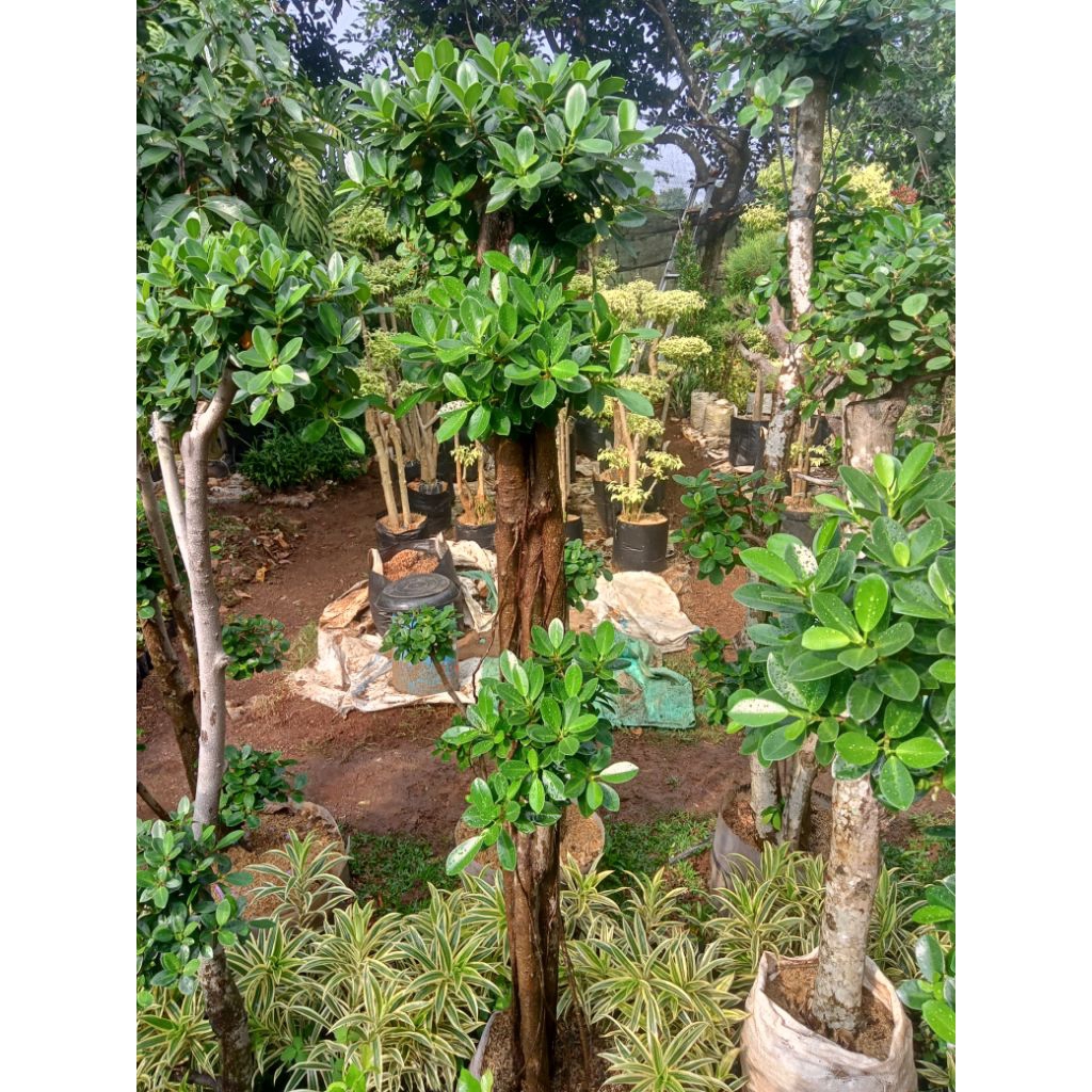 Bonsai beringin dolar Korea tinggi 170cm bonsai taman bonsai