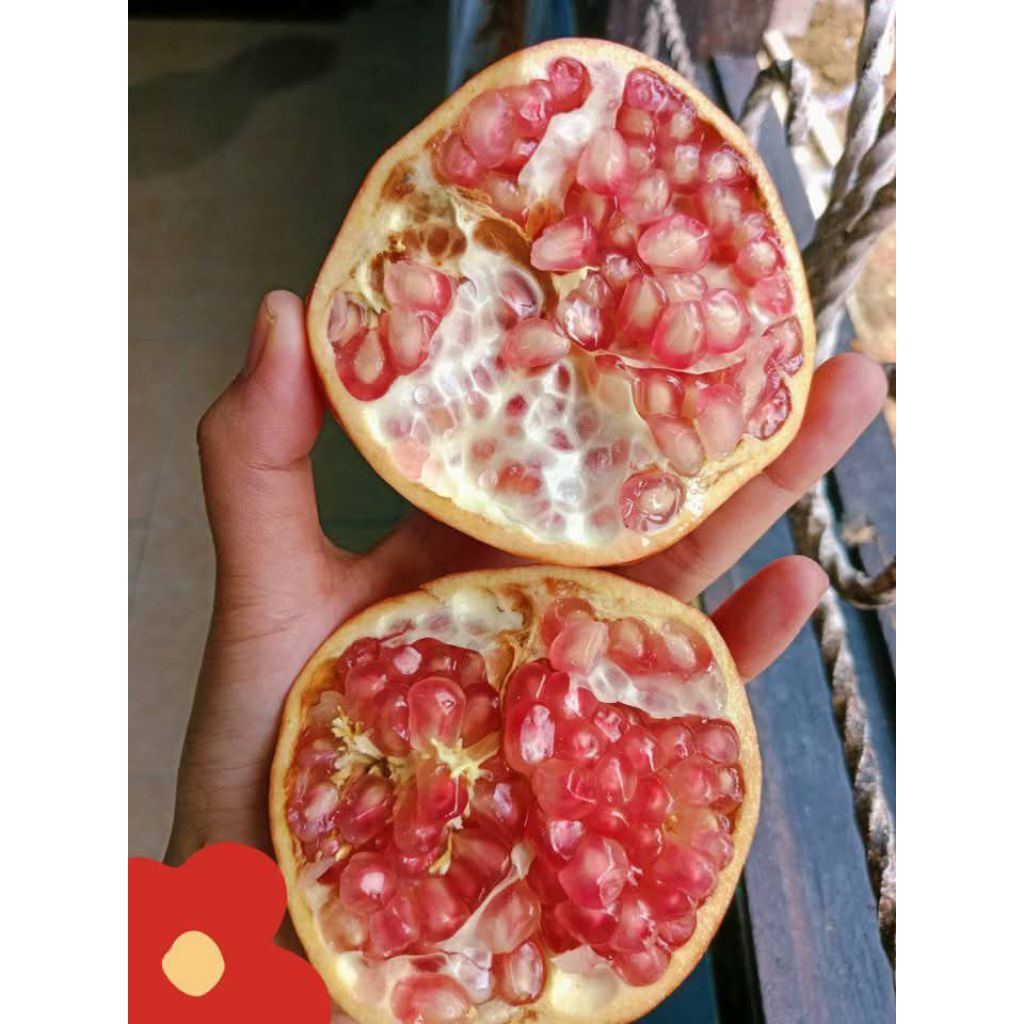 

buah delima muria rasa asam manis berat 200-400 gram perbiji bergaransi