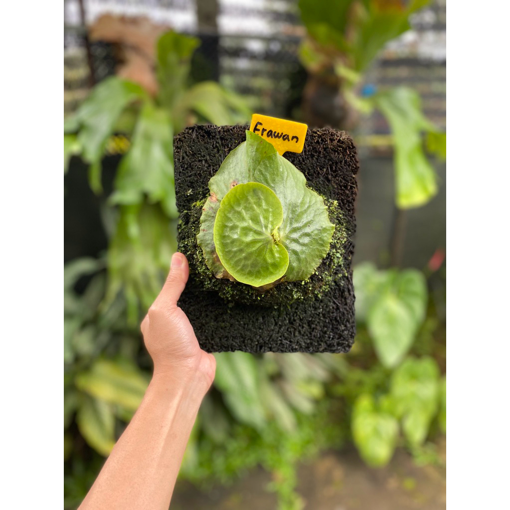 Platycerium Erawan anakannya