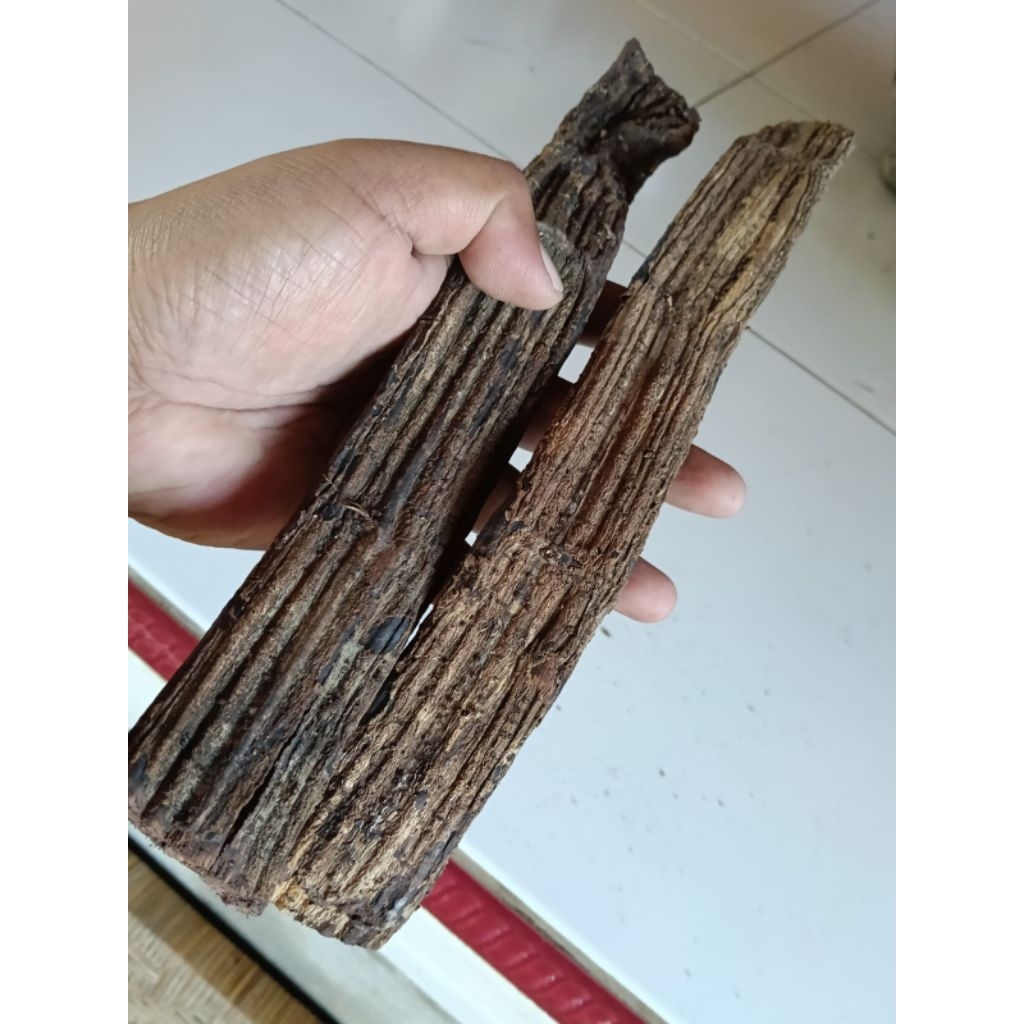 

Kayu cawat Anoman akar Hanoman herbal media alami
