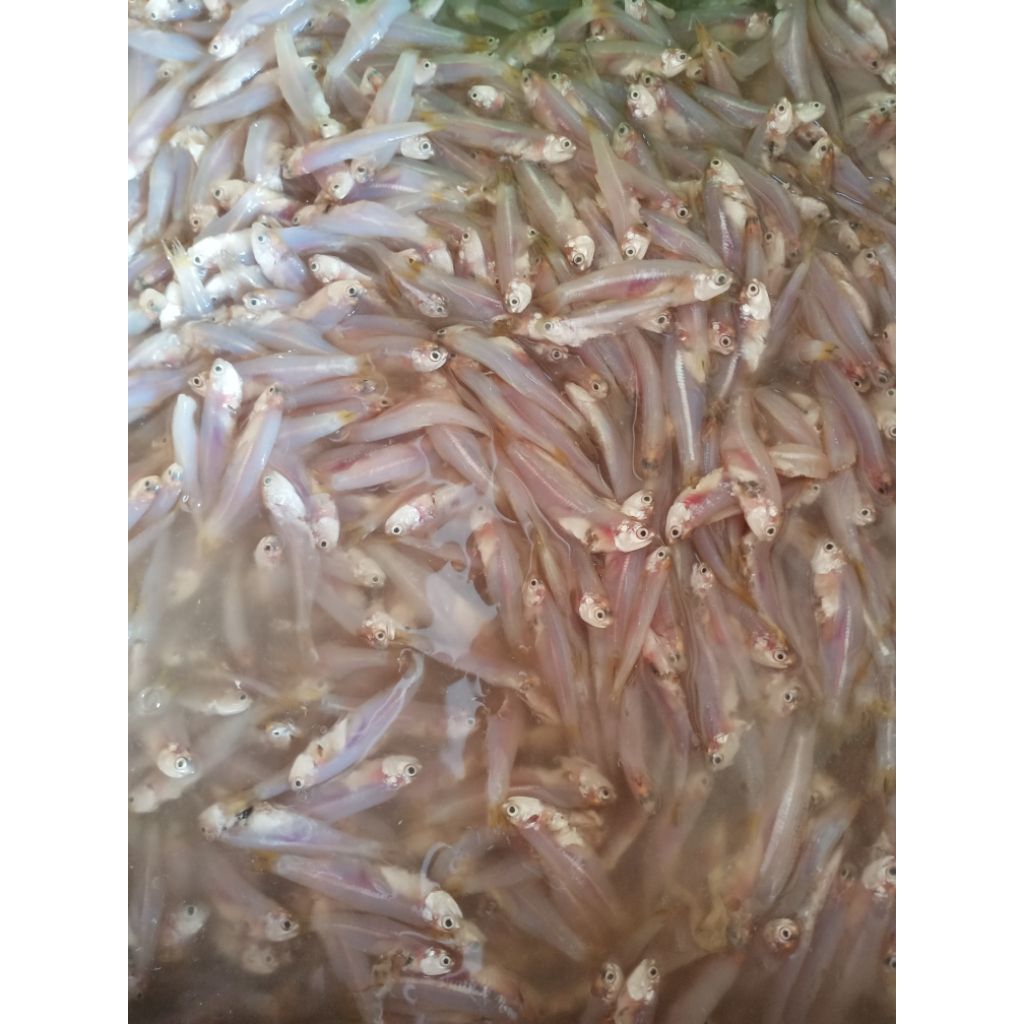 

Ikan Teri / Wader Laut Fresh 500 gram