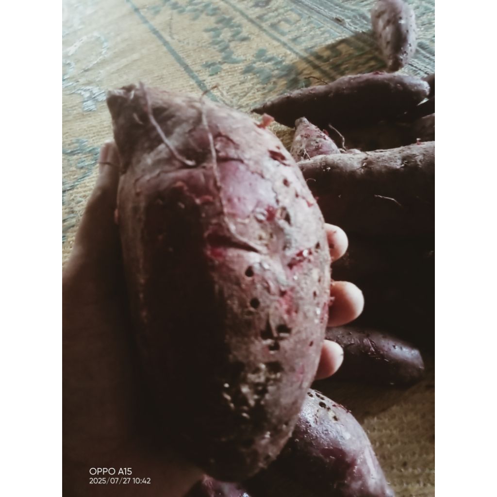 ubi ketela rambat ungu/ tela ungu 500gram