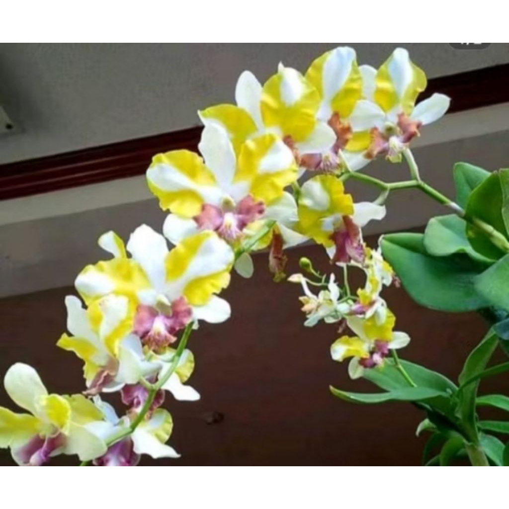 anggrek dendrobium king dragon
