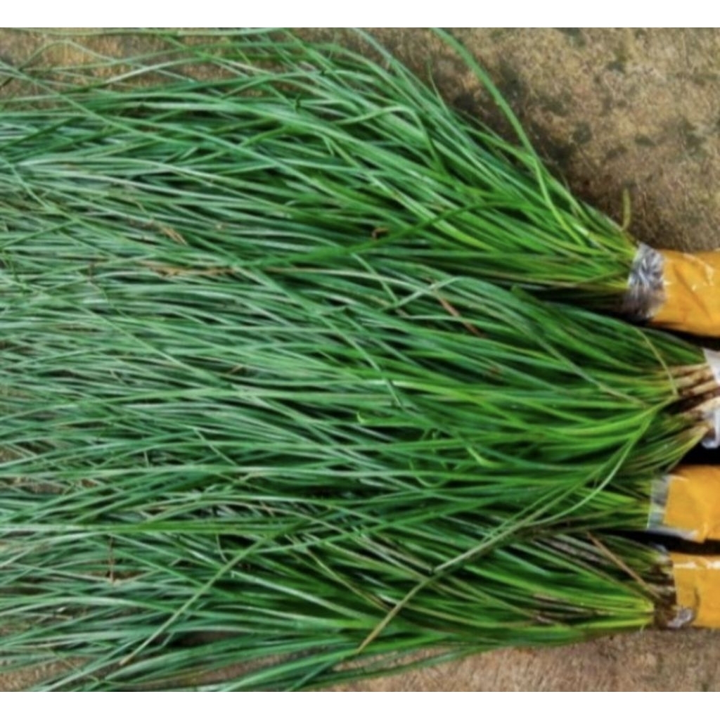 bibit daun kucai/bawang kucai