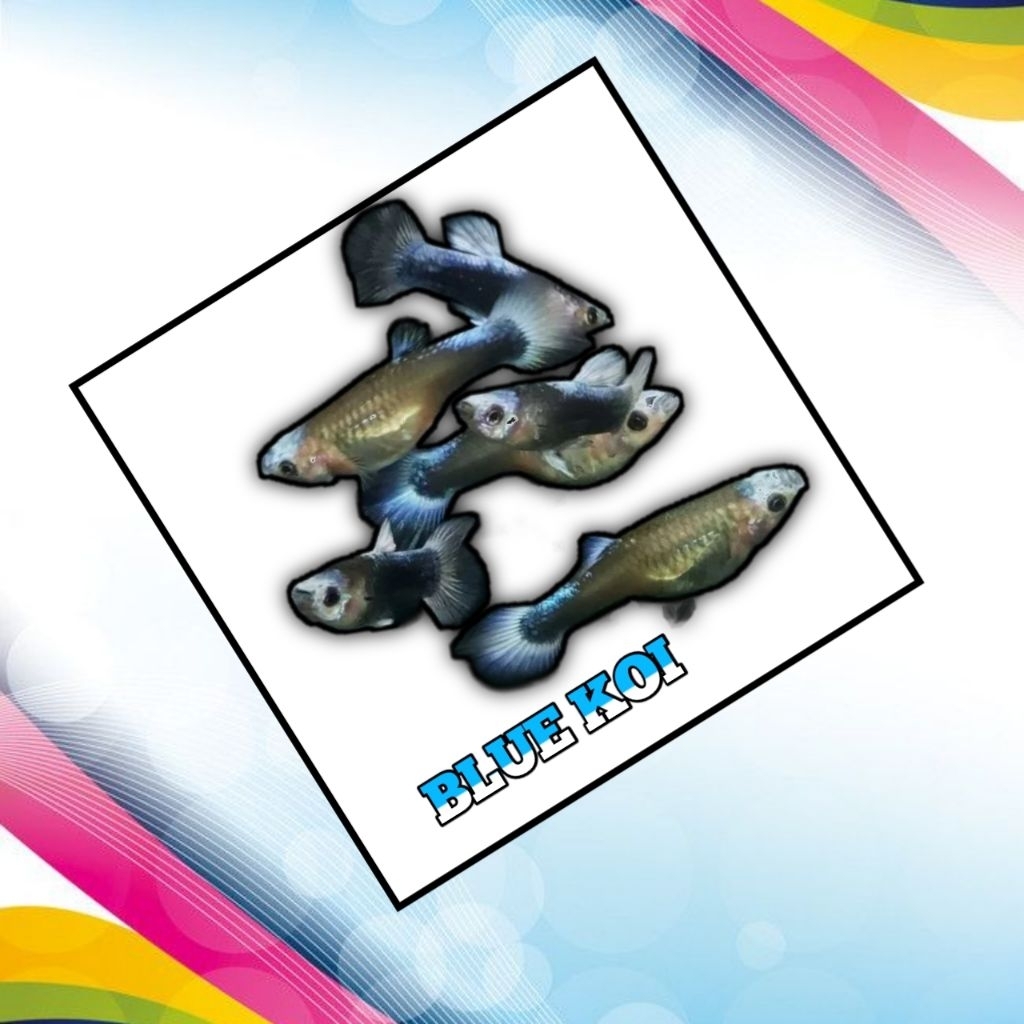 

STIKER KEKINIAN TUXEDO BLUE KOI