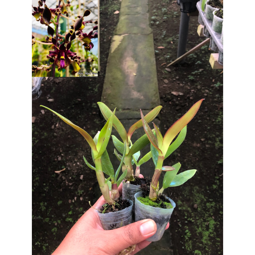 Seedling D. Mpu Gandring