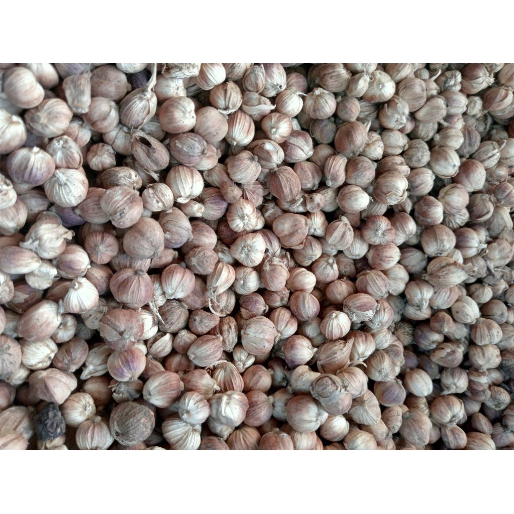 

Kapulaga kering atau kapologo Jawa asli super premium kwalitas bagus