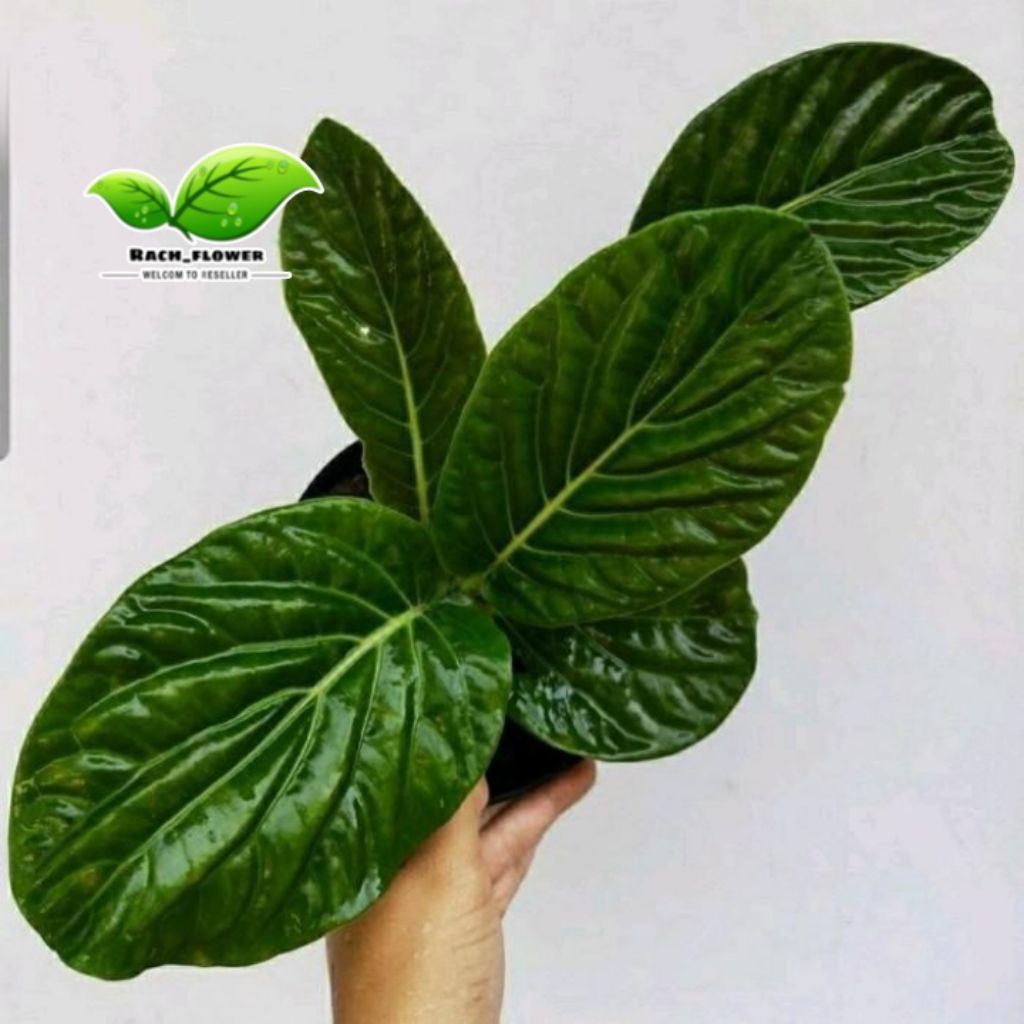 Tanaman hias Piper Magnificum - Tanaman hias Sirih papua - Black piper