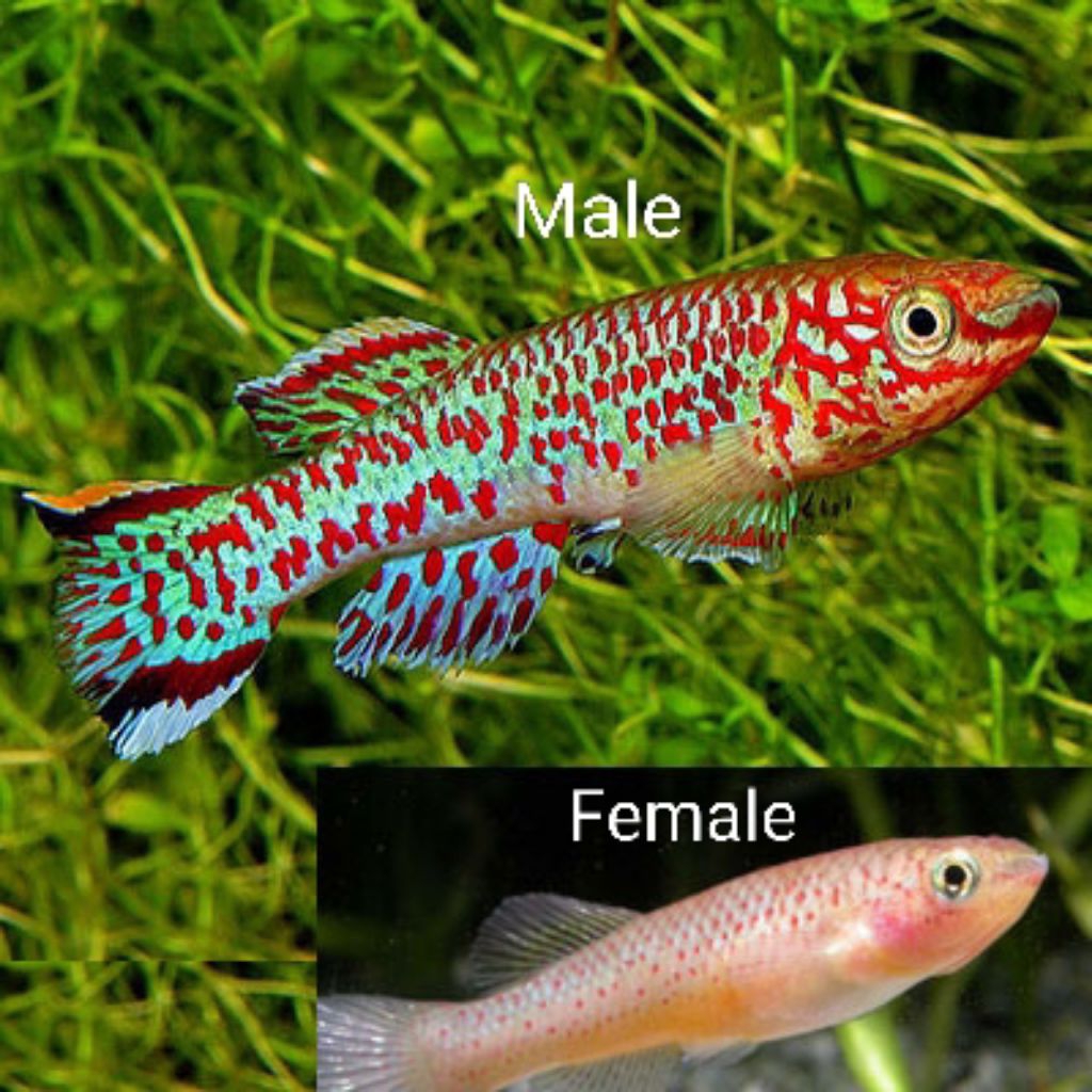 killifish gardneri / koleksi aquascape (dewasa)