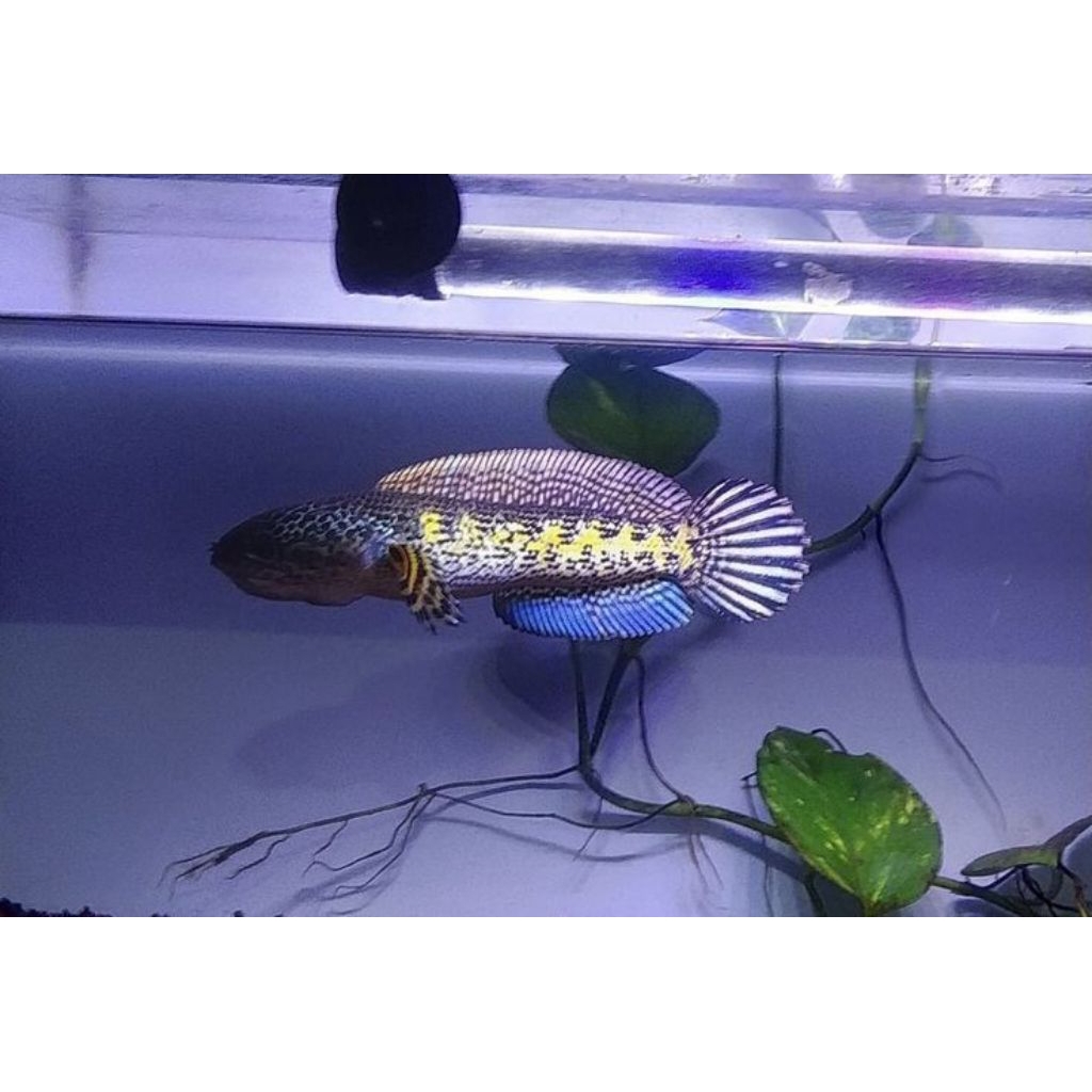 mainan anak  chana auranti cb sz 15cm