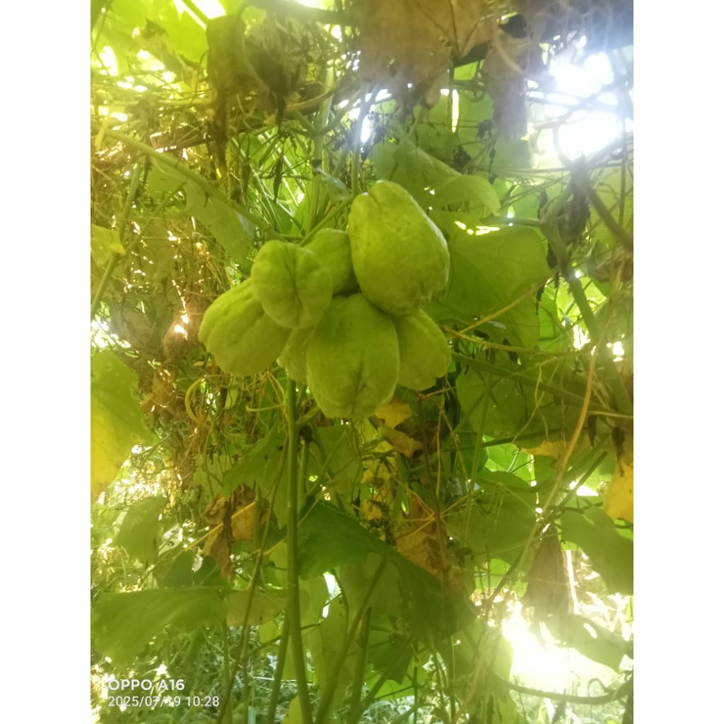 

bibit labu anggur,labu Siam,labu jipang,labu baby super