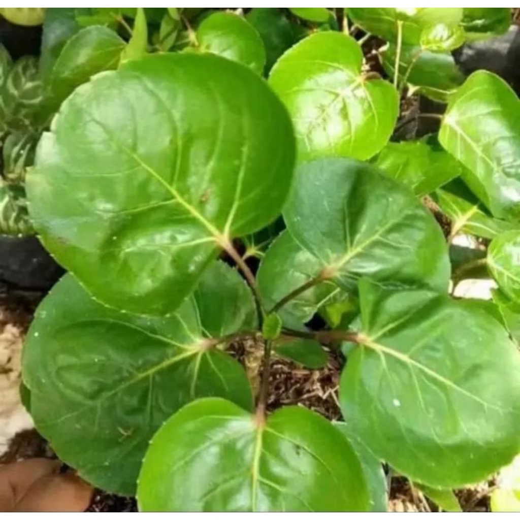 

RS | Daun mangkokan / daun mangkok segar fresh paket 200 gram