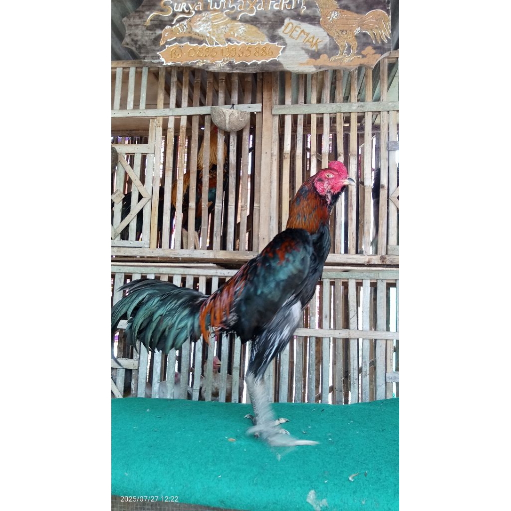 Mangon iq kuda lari geser tembak