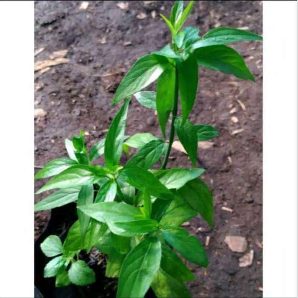 

Bibit daun belalalai gajah