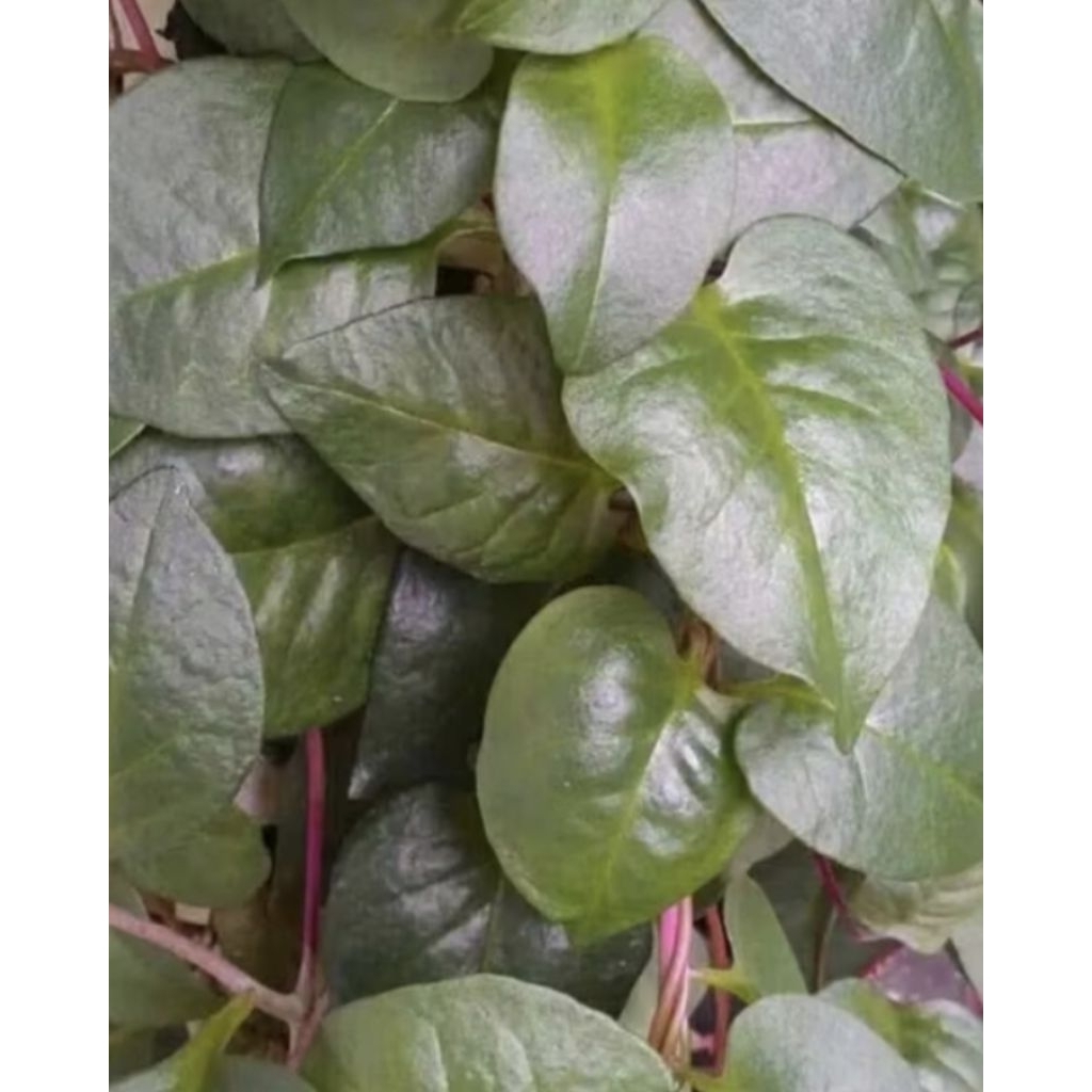 

100 LEMBAR DAUN BINAHONG MERAH SEGAR PETIK KETIKA MAU DI KIRIM