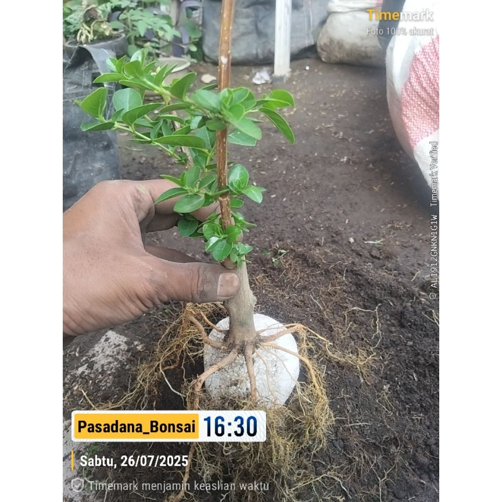 Baymarkeet Bahan Bonsai Sancang Mame Prokar Program Akar