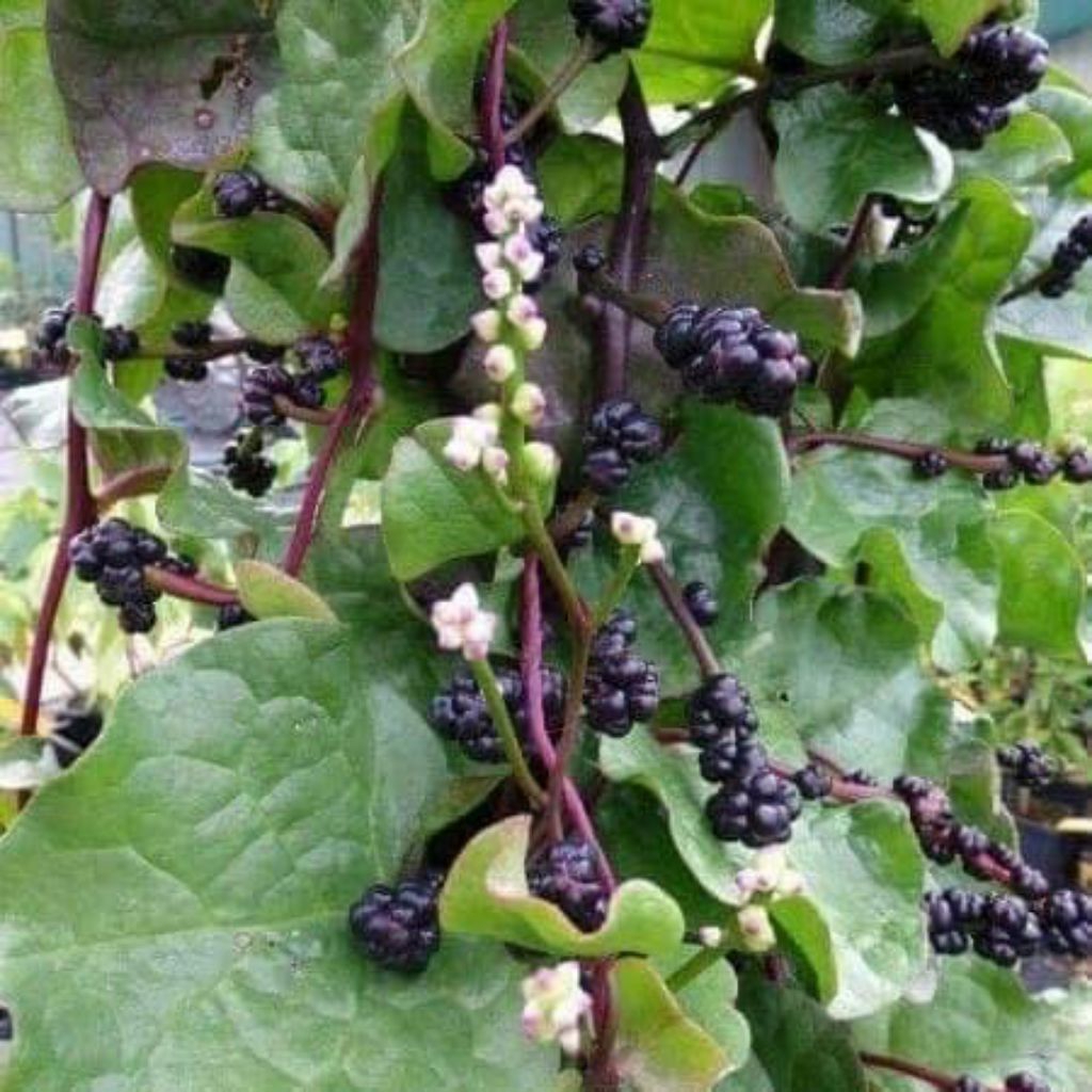 

buah binahong segar per 250 gram