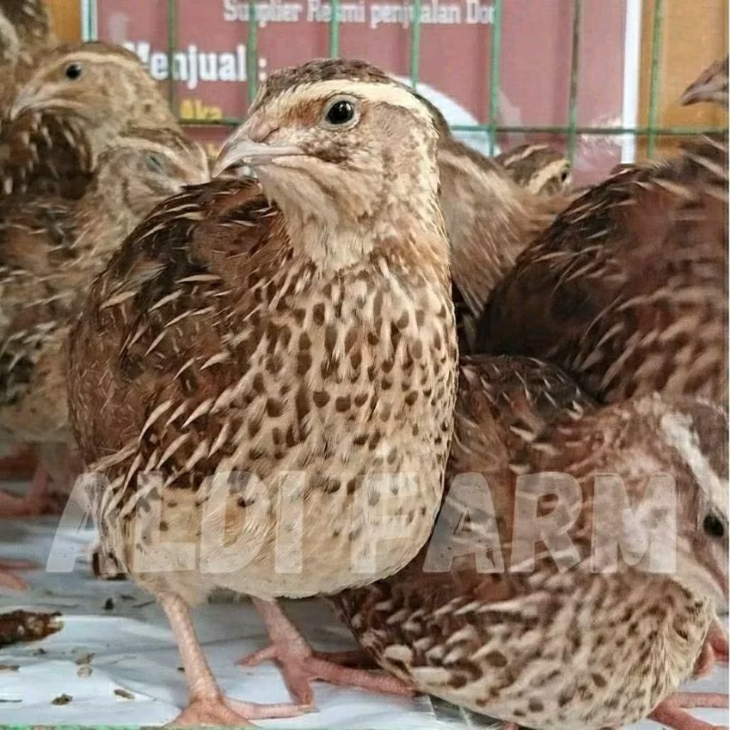 BURUNG PUYUH JANTAN & BETINA PETELUR HIDUP