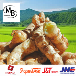 

Temu Mangga Segar 1 Kg – Rimpang Herbal Alami untuk Jamu & Obat Tradisional