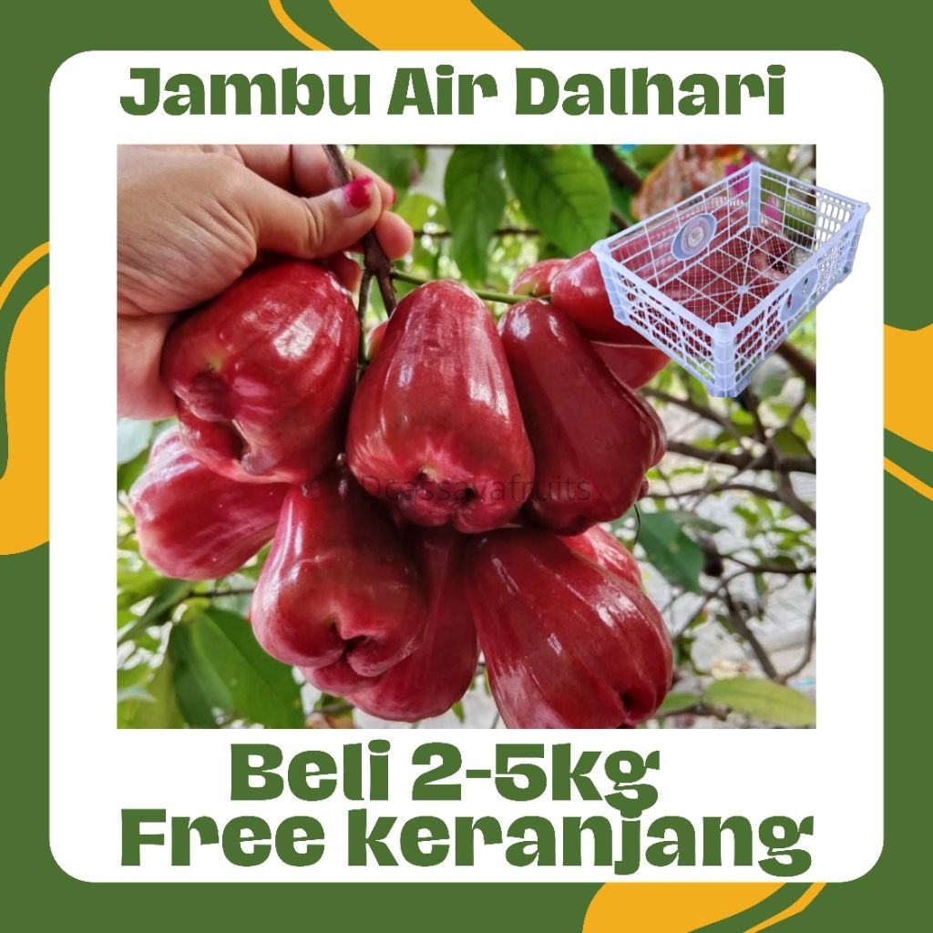 

Jambu Air Dalhari fresh 1kg beli 2-5kg Packing pakai keranjang