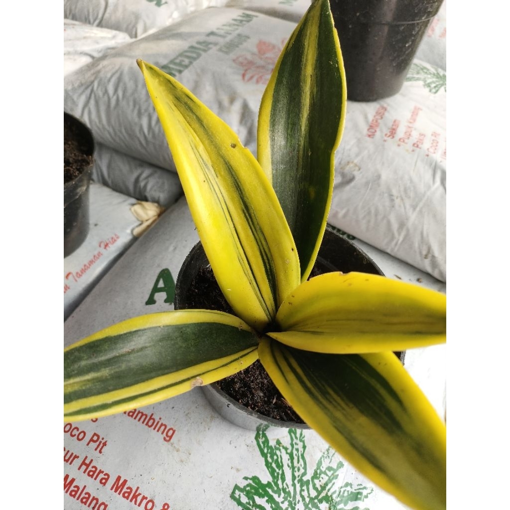 Sansevieria Golden Flame/Honey