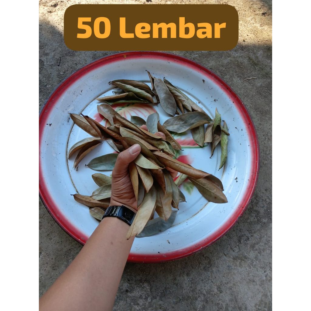 

Daun Sirsak Kering 50 Lembar yang langsung dari pohon untuk bahan Obat