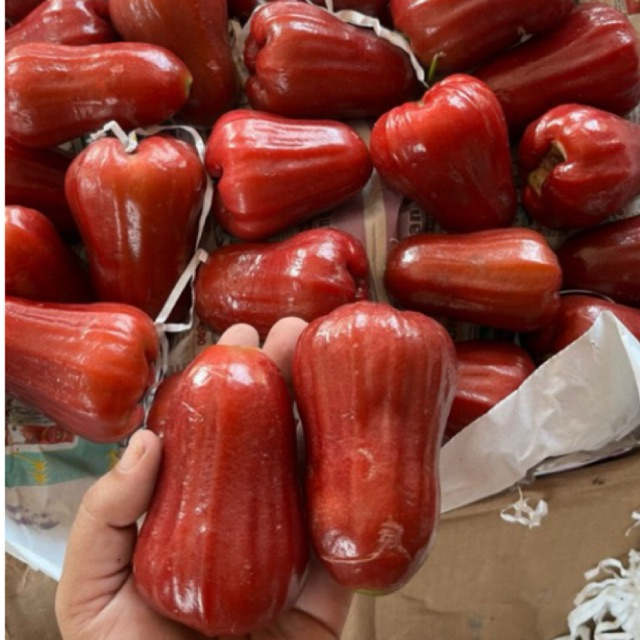 JAMBU CITRA GRADE A 1KG/JAMBU CITRA MURAH/JAMBU CITRA MERAH 1 KG/JAMBU AIR MURAH/JAMBU AIR MERAH