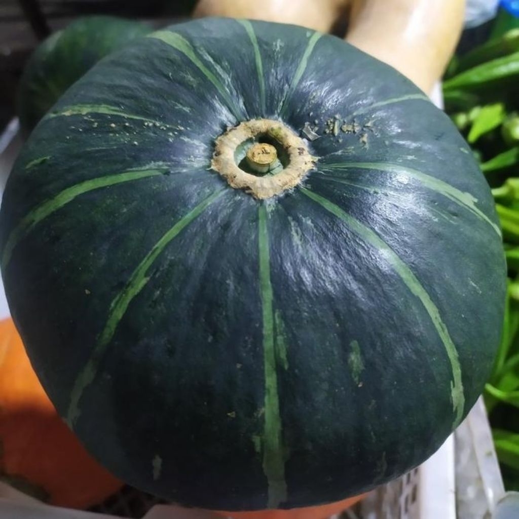15 BUTIR BENIH LABU KABOCHA HIJAU