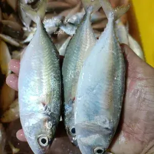 

Ikan kembung gepeng 1kg