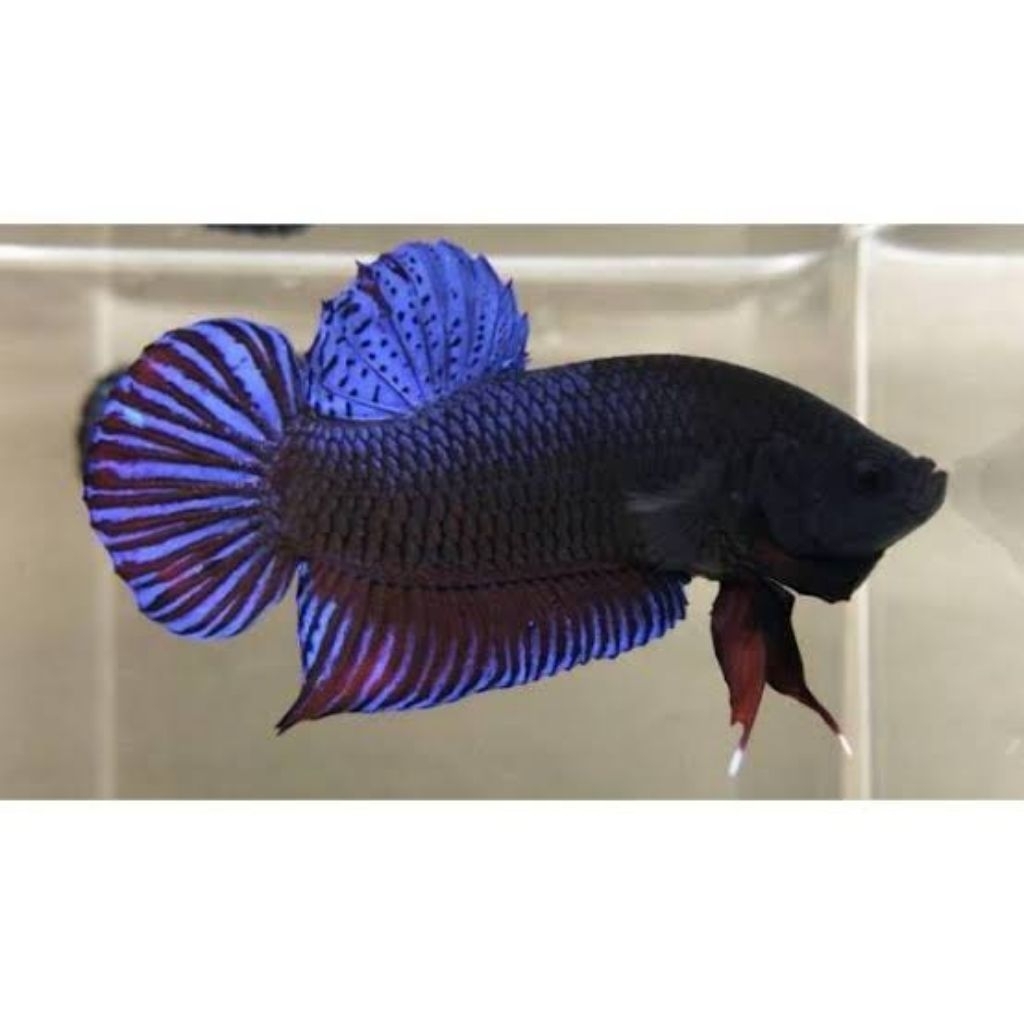 Ikan Cupang Bagan Mental galak siap adu Size M/male  Cupang Aduan