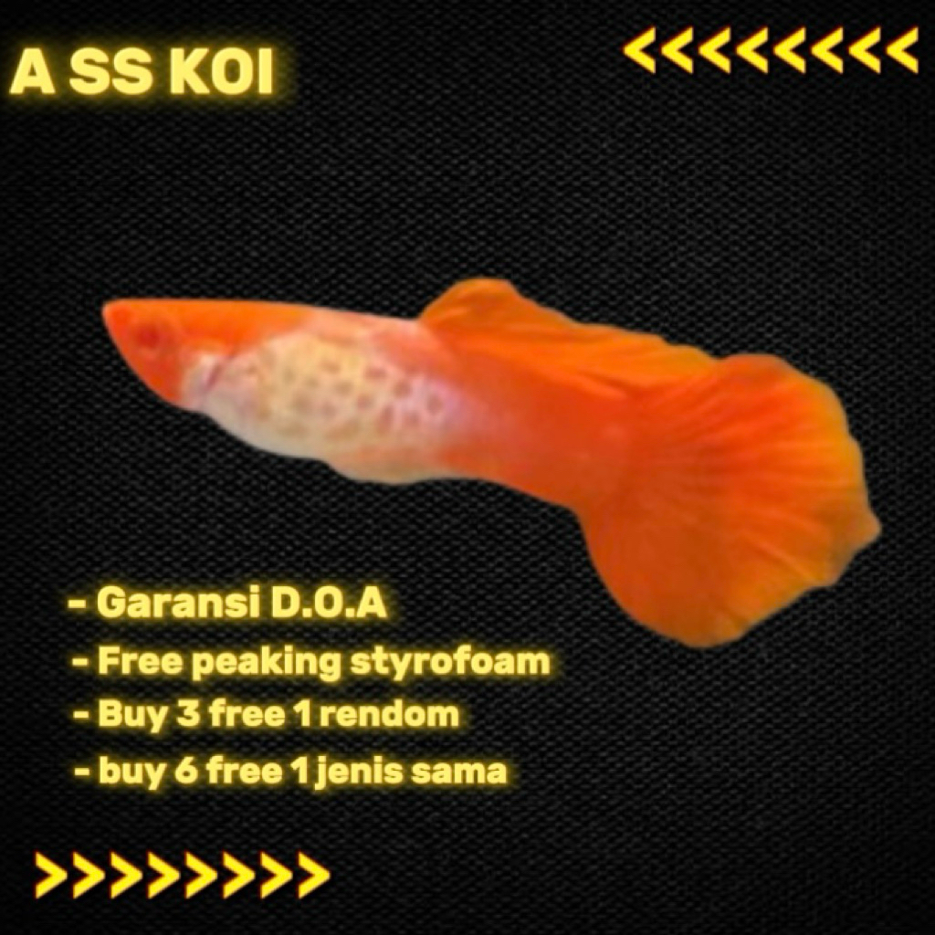 obat ikan guppy_Albino ss Koi
