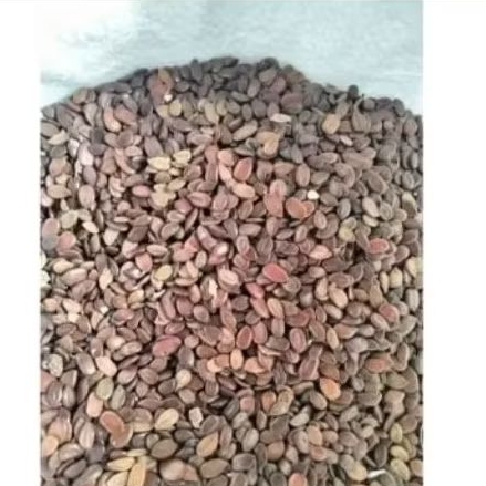 

biji lamtoro petai China 500 gram