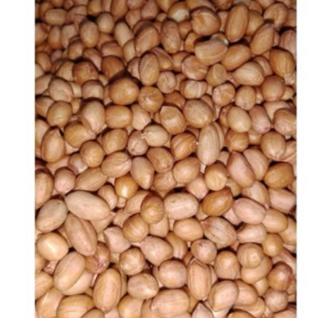 

KACANG TANAH KERING FRESH