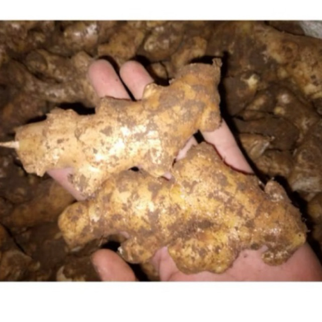 

JAHE PUTIH KECIL FRESH DAN TUA