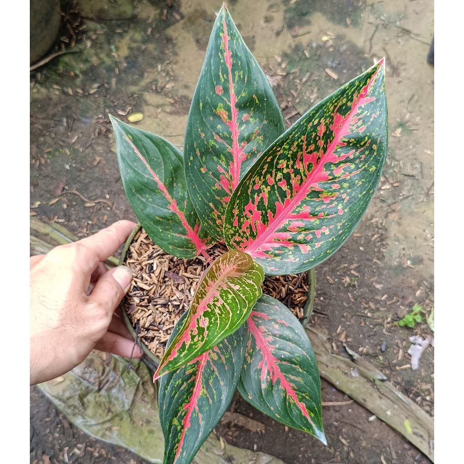 Aglonema Hot Lady - Tanaman Hias Aglonema Hot Lady - Aglaonema Hot Lady - Aglonema Hot Ladi