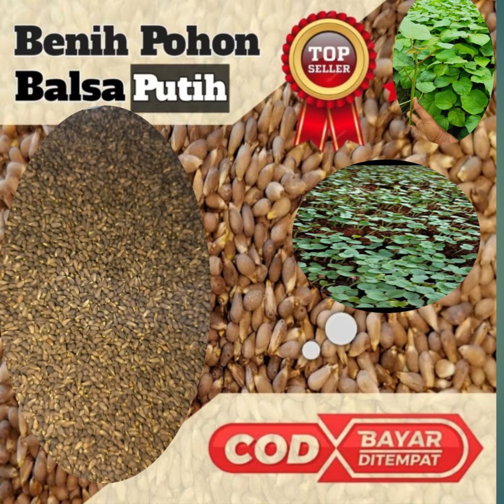 

biji balsa super unggul berkualitas A1 isi kmasan 500 biji bonus 100 biji