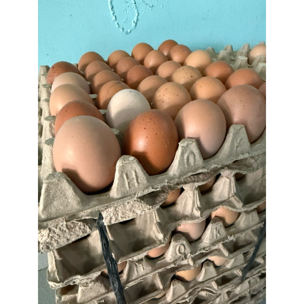 

15 Pcs Telur Ayam Eropa Jumbo