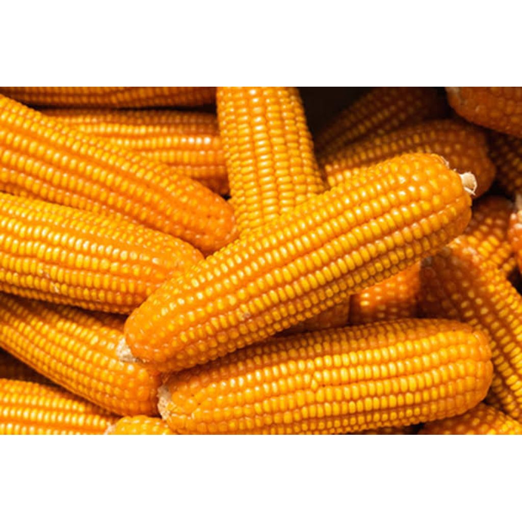 1KG BENIH JAGUNG BISI 18 SUPER BERKUALITAS.