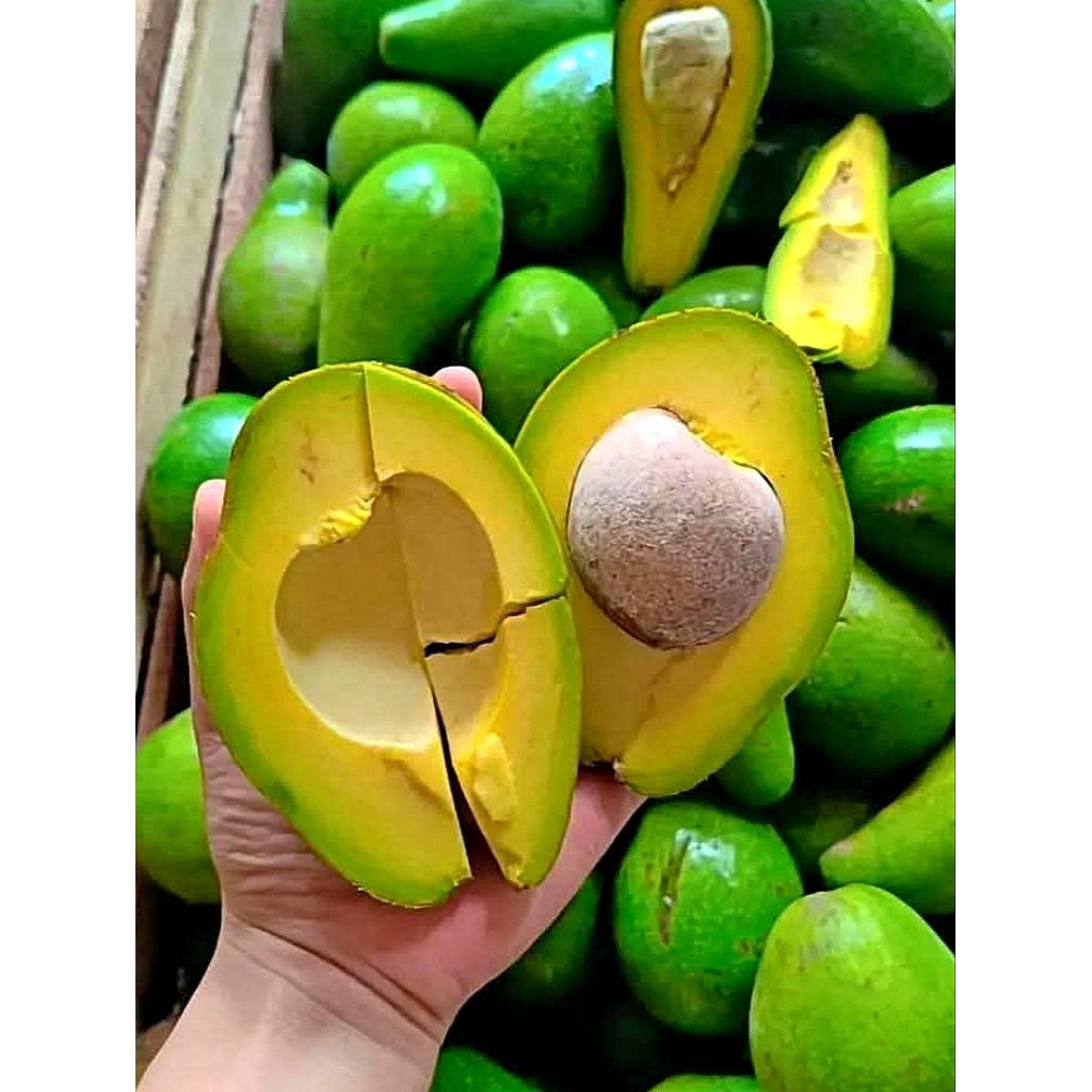 

alpukat mentega lokal muria untuk diet berat sekilo isi 3,4,5