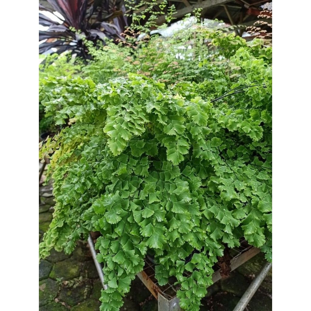 Tanaman hias suplir kribo/ tanaman hias suplir adiantum rimbun